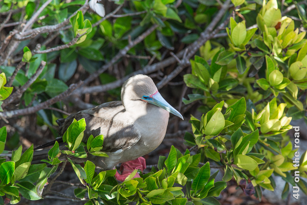 Braungefiederter Rotfusstölpel im Baum sitzend, Tiere auf den Galápagos Inseln - Vögel