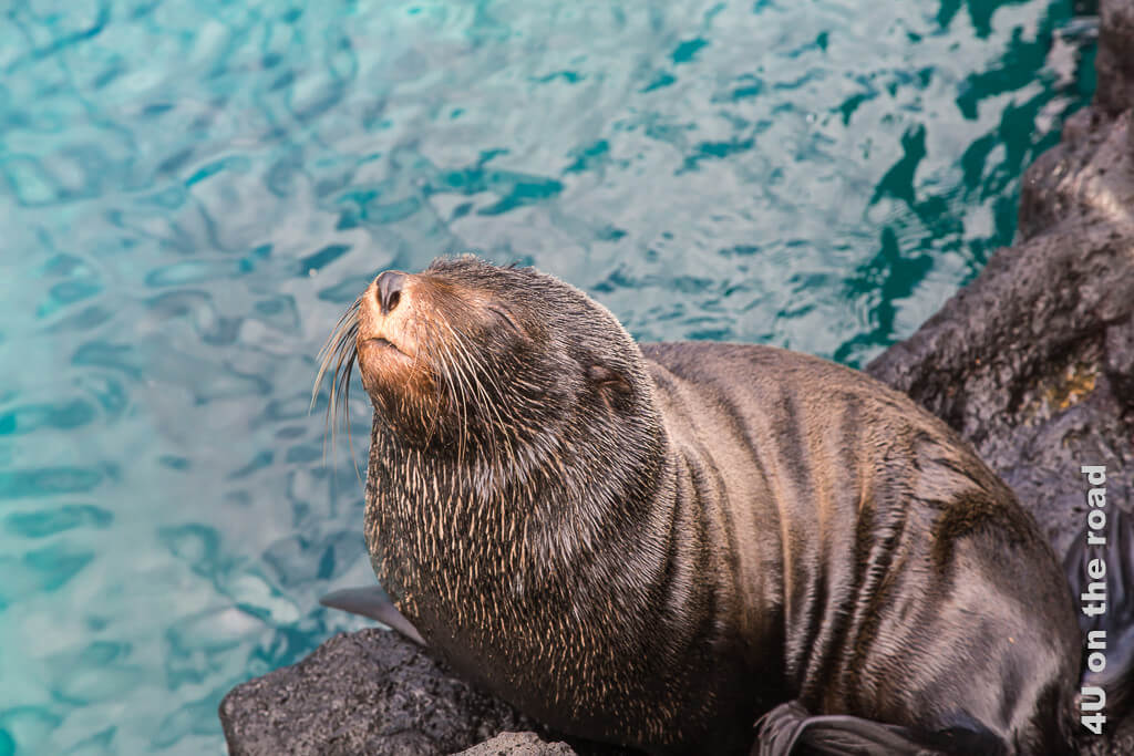 Dieser Seebär hält seine Nase auf der Insel Santiago in die Sonne und schläft.