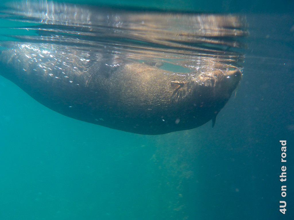 Unter Wasser - Galápagosseelöwe, Raubtiere Galápagos