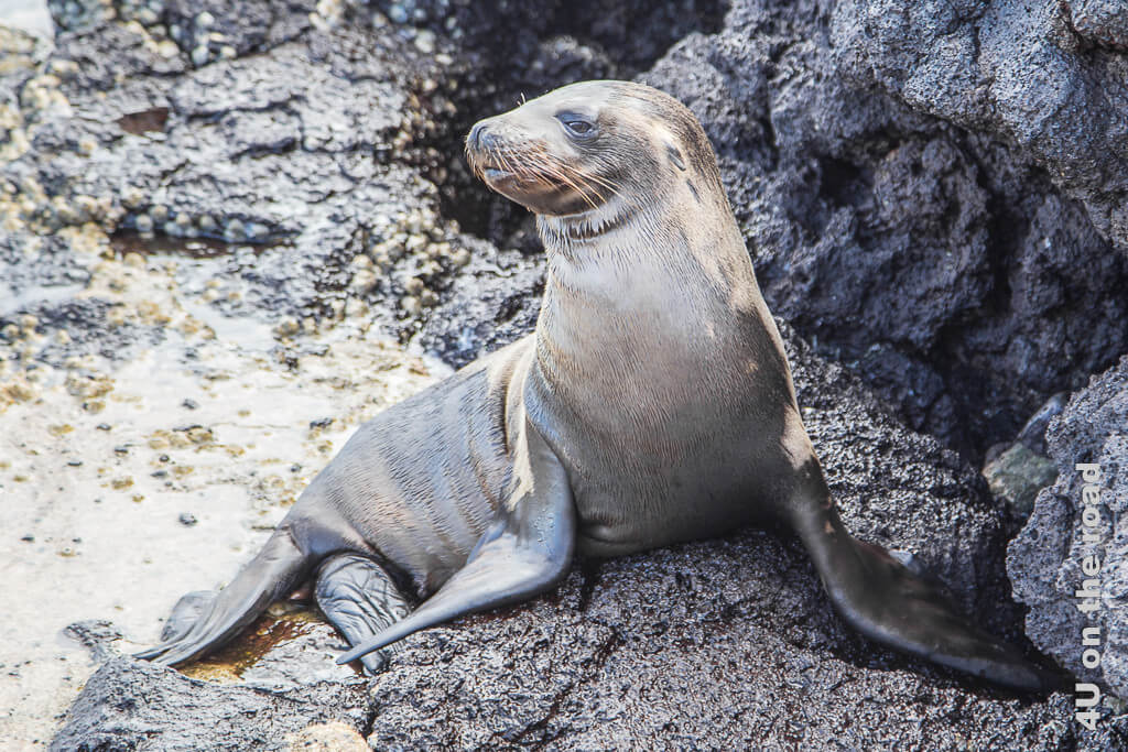 Seelöwen sieht man überall auf Galápagos - Illustration Einreise Galápagos