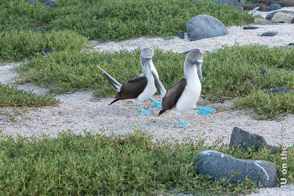 Blaufusstölpel beim Paartanz - Reisebericht Galápagos Kreuzfahrt