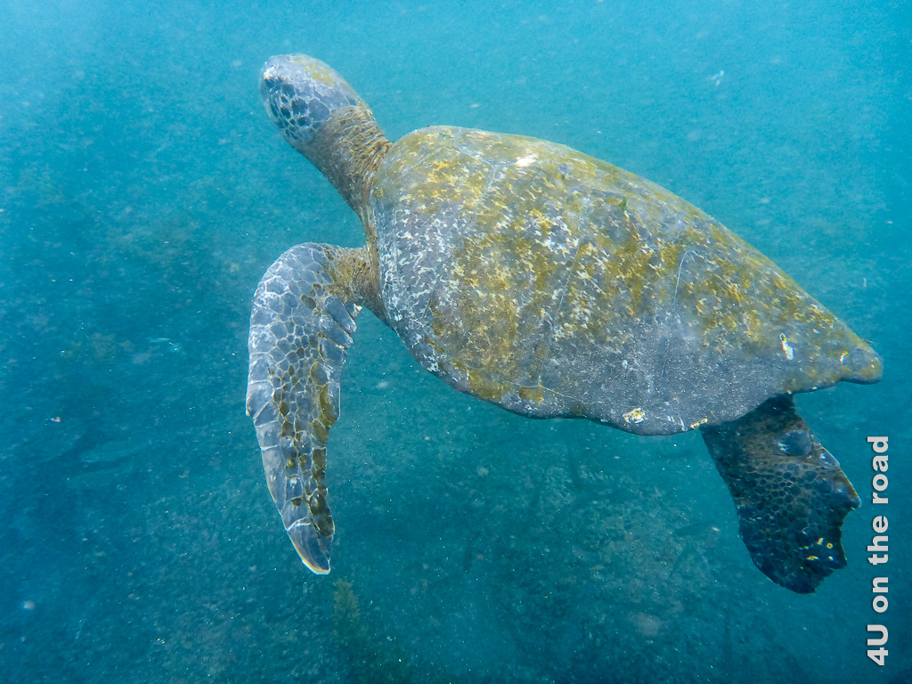 Die Panzer der Meeresschildkröten sind nicht nur Algenbewachsen, sondern teilweise auch recht ramponiert