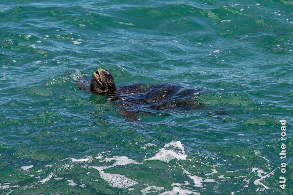 Die Meeresschildkröte überstreckt den Kopf beim Luftholen - Reisebericht Galápagos Kreuzfahrt