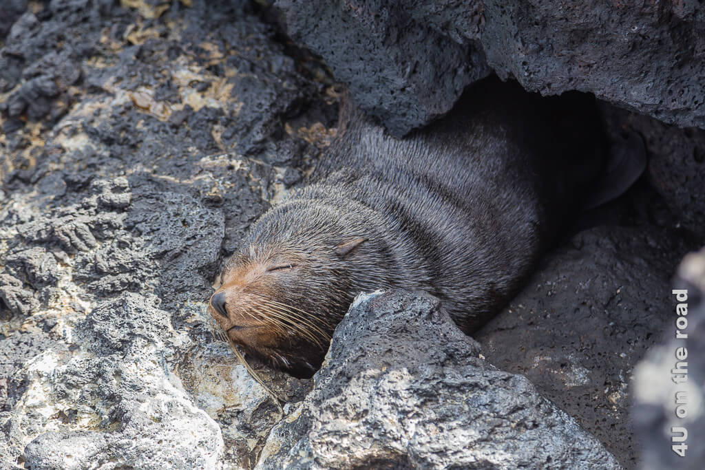 Schlafender Seebär unter einem Felsen auf der Insel Santiago. Hier sieht man das knuffige Gesicht mit dem getrockneten Fell.