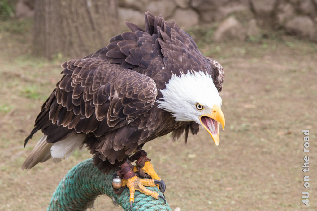 Der Weisskopfseeadler wartet ungeduldig auf seinen Auftritt - Kondor Park Otavalo