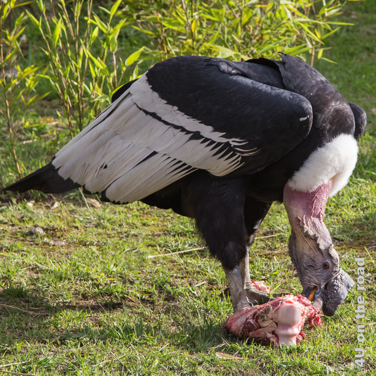 Nach der Show bekommen die beiden Kondore eine grosse Portion Knochen mit Fleisch im Kondor Park in Otavalo zu fressen.