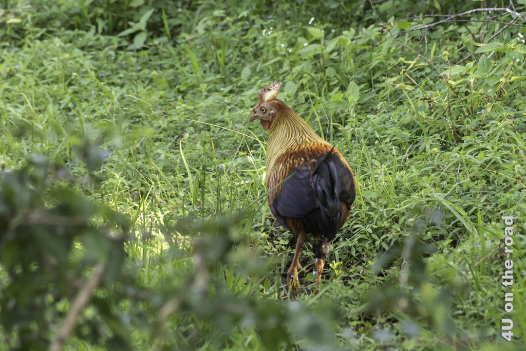 Dschungel Hahn - in Sri Lanka wildlebende Hühnerart deren Ruf morgens laut durch die Reisfelder schallt - Yala Nationalpark