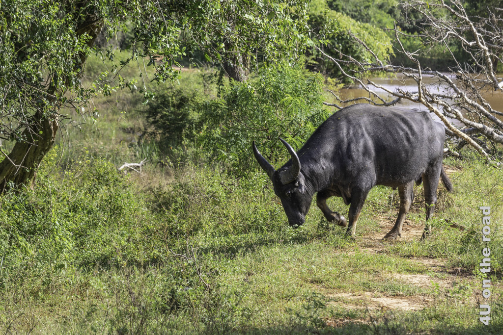 Wasserbüffel Stier mit scharrenden Hufen - Yala Nationalpark