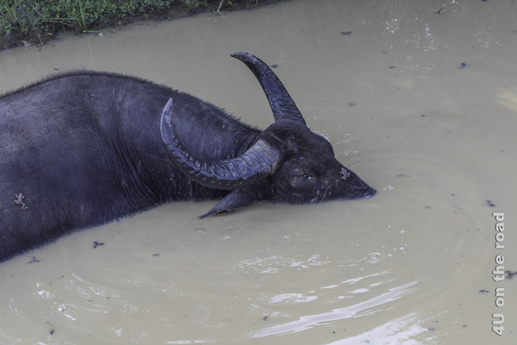 Dieser Wasserbüffel ist von Fröschen im Wasser umzingelt und hat auch nichts dagegen beklettert zu werden. - Yala Nationalpark