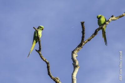 Halsband Papagei - Bundala Nationalpark