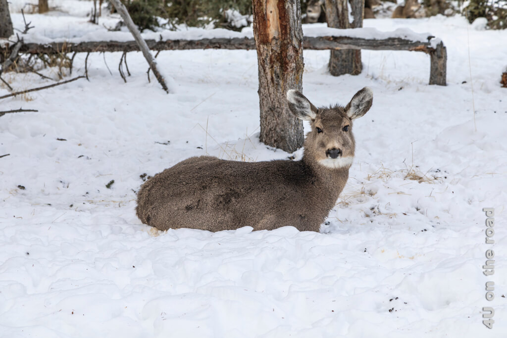 Diese Hirsche sehen zum Knuddeln aus (Whitetail Deer) - Yukon Wildlife Preserve