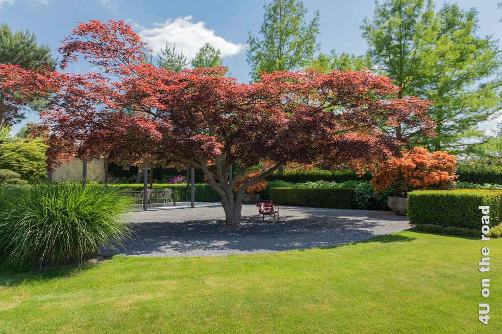 Mein Lieblingsplatz im Enea Baummuseum ist ein Stuhl im Schatten eines breiten roten Ahornbaums, der von brennend orangen Blüten von grossen Azaleen in Töpfen und einer grünen Hecke umgeben ist.