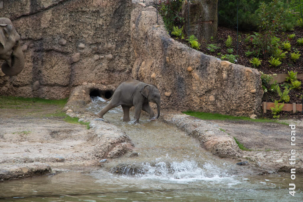 Der Baby Elefant durchquert allein den Bach. Jungtiere machen einen Besuch des Zoo Zürich noch attraktiver.