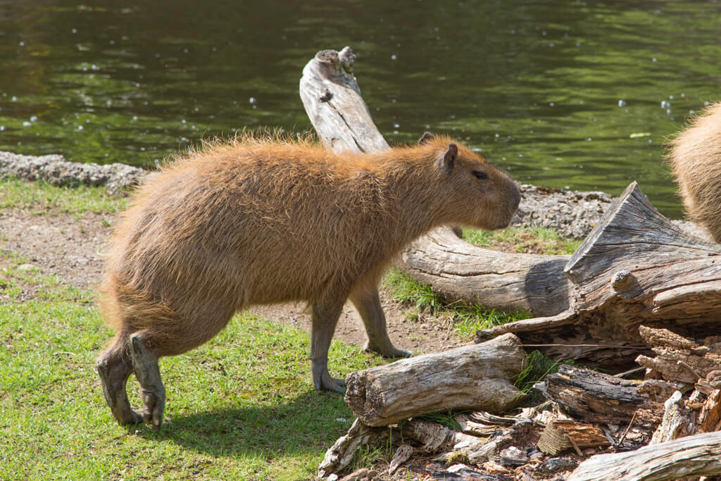 Capybara-Jungtier läuft in Richtung Wasser.