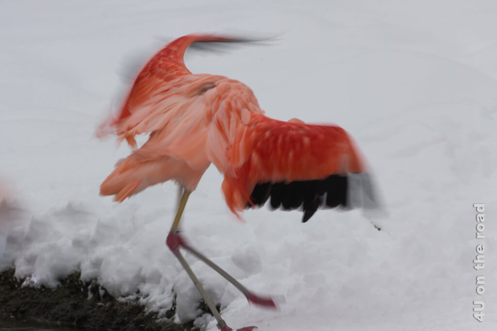 Wie eine Ballerina im Schnee so wirkt dieser Flamingo tanzend im Schnee im Pantanal des Zoo Zürichs.