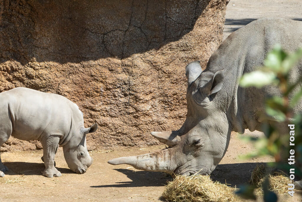 Mutter Nashorn frisst Stroh vom Boden. Direkt vor ihrem Horn steht das Baby Nashorn noch ohne Horn ebenfalls den Kopf am Boden. Zoo Zürich