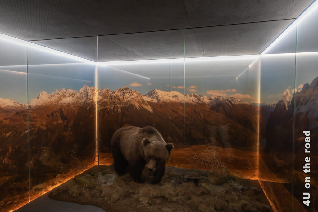 M 13 wurde als Problembär 2013 in der Schweiz geschossen, nachdem er sich zu oft zu nah an Siedlungen aufhielt. Das ausgestopfte Tier wird im Palazzo de Bassus-Mengotti in einer Illusion von Bergwelt präsentiert.