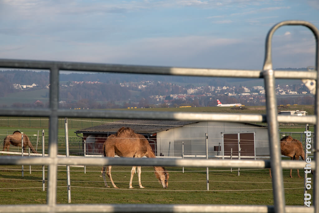 Hier landet ein Swiss Flieger ohne dass die Kamele davon Notiz nehmen - Flughafenrundweg