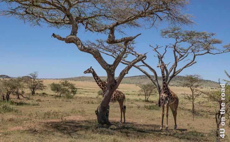 Feature Serengeti Morgensafari