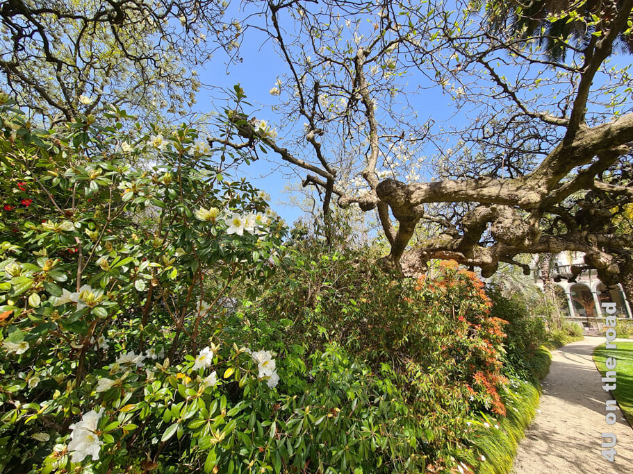 Wer Ausflüge in der Schweiz im Frühling sucht, ist mit einem Ausflug zur Isola Grande gut beraten. Im Bild blühende Rhododendren, der rote Neuaustrieb der Lavendelheide, knorrige Bäume.