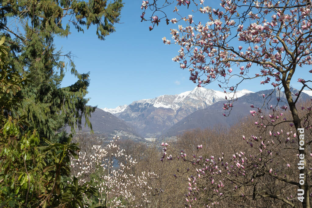 Blick durch Magnolienblüten auf die Talsperre der Verzasca. Ausflüge im Frühling in der Schweiz