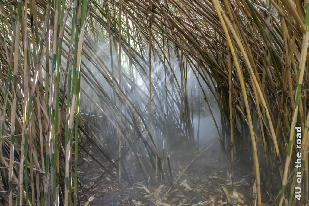 Mystische Lichtstimmung im Bambuswald Dank Nebelmaschine - Isola Grande