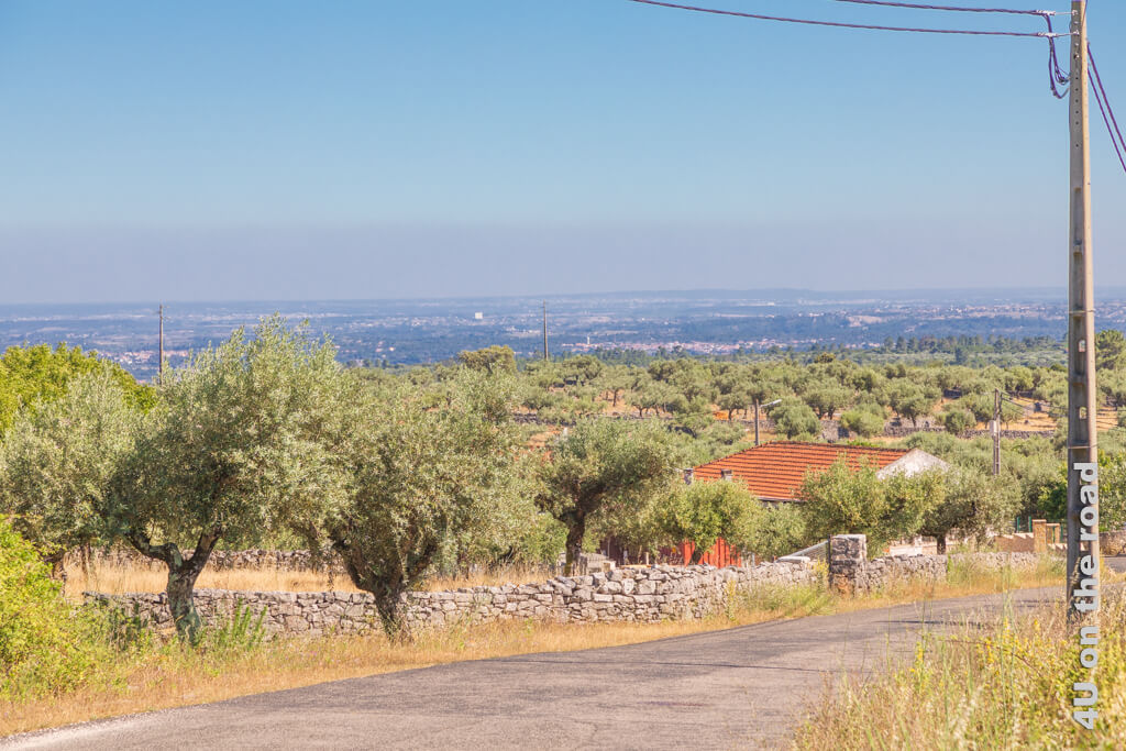 Blick zurück auf die zahlreichen Olivenbäume - CM 1349 im Naturpark Serras de Aire e Candeeiros