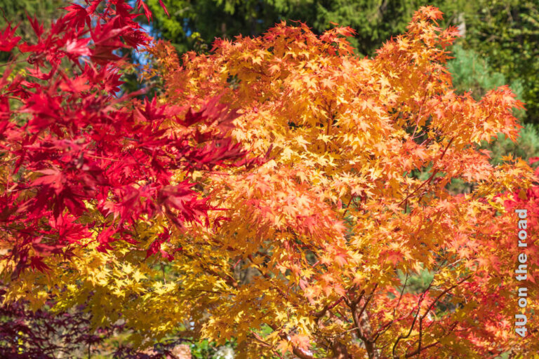 Ideen für die Herbstfotografie – magisch und inspirierend!