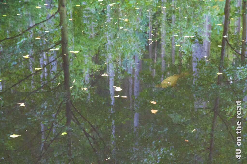 Durch die Spiegelung des Waldes mit gelben Blättern im See schwimmt plötzlich ein Fisch durch den Wald. - Herbstfotografie