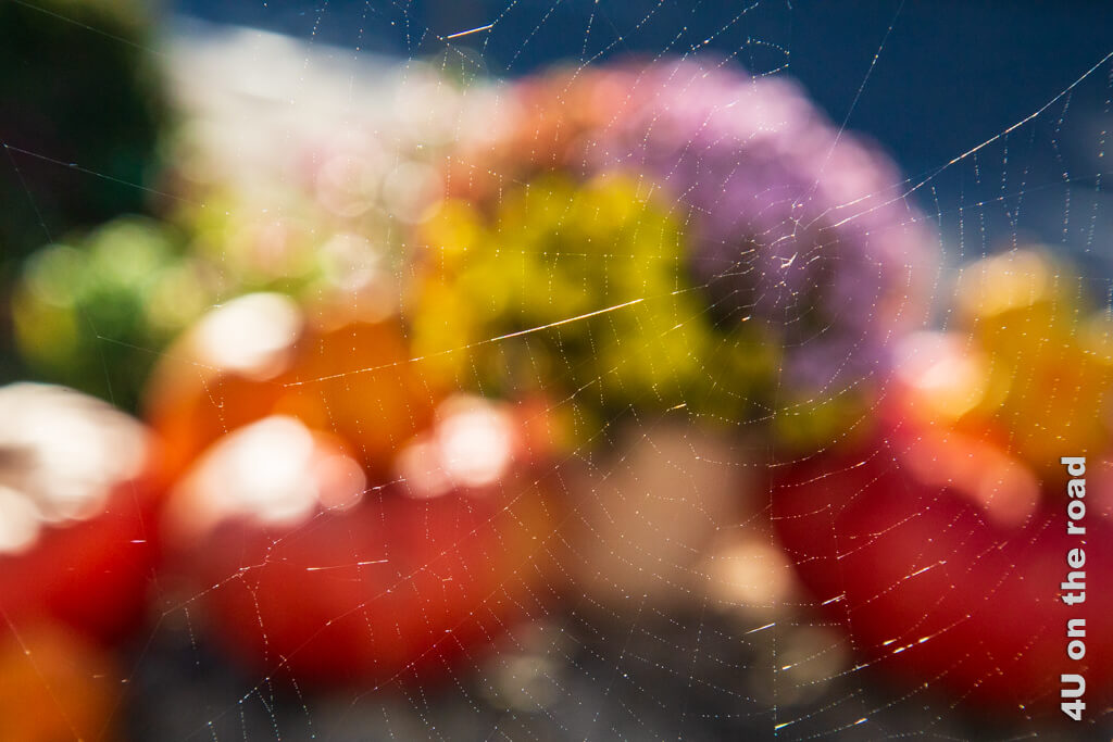 Spinnwebe vor Herbstbouquet mit Kürbis - Fotoideen Herbst