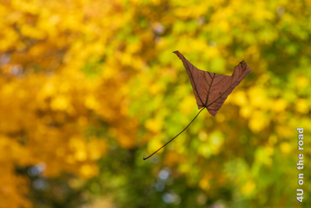 Ein tanzendes Blatt am Baum. - Herbst Fotoideen