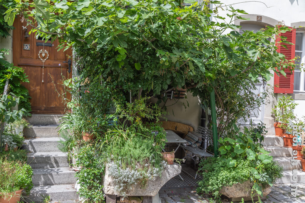 Ein Feigenbaum mit Früchten beschattet diesen gemütlichen Sitzplatz  - Murten erleben