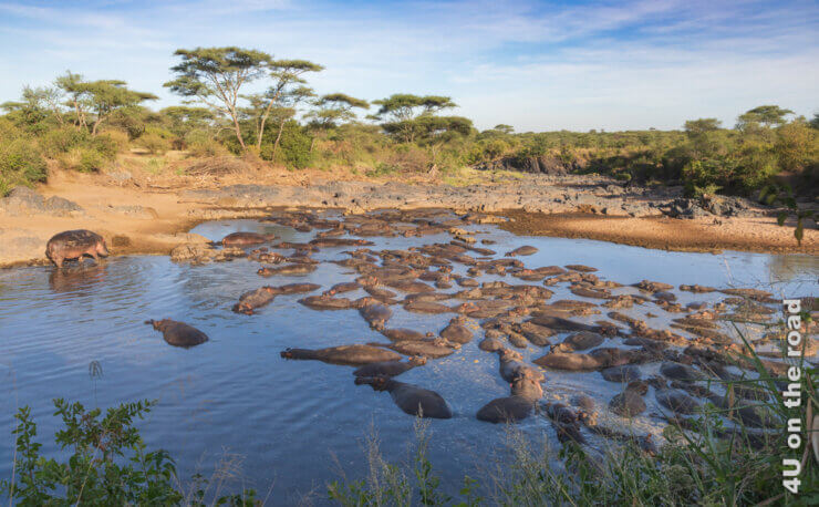 Feater Bild Reisespickzettel zeigt einen See voller Nilpferde. Eingerahmt wird der See von Felsen und Akazienbäumen.