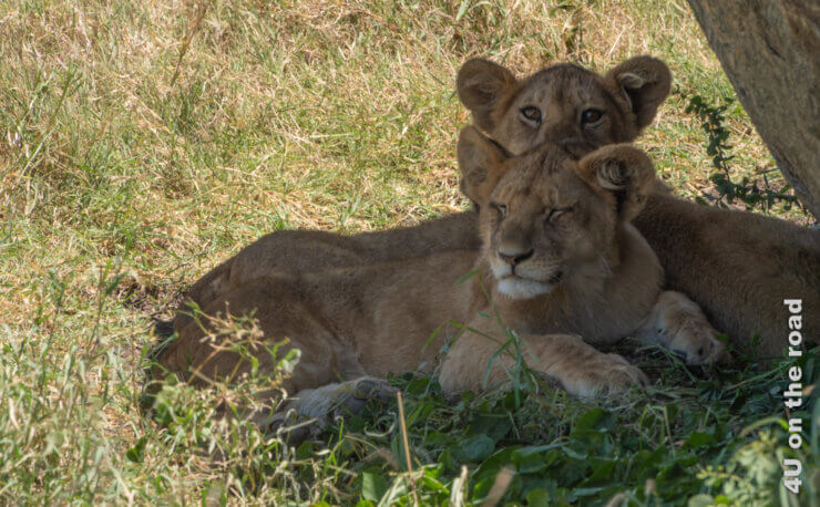 Feature Bild zeigt zwei Löwenjunge hintereinander. Der vordere Babylöwe schläft, während der hinter mutig über ihn hinweg schaut.