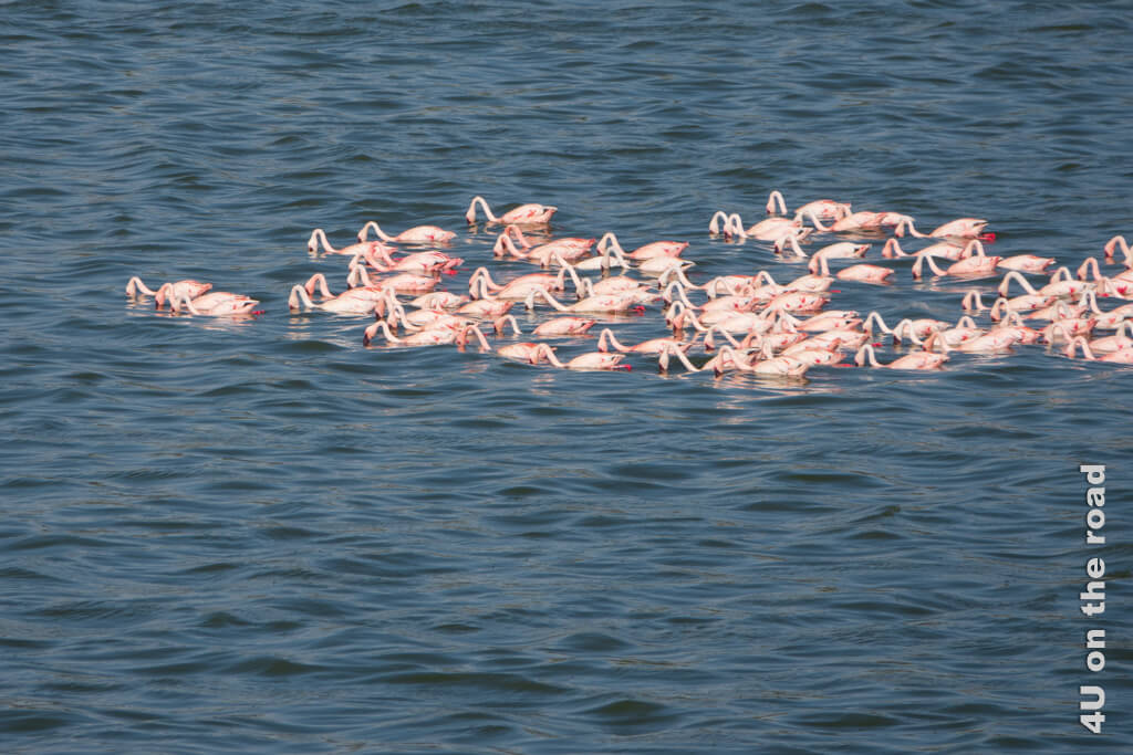 Flamingos auf einem der Seen im Arusha Nationalpark