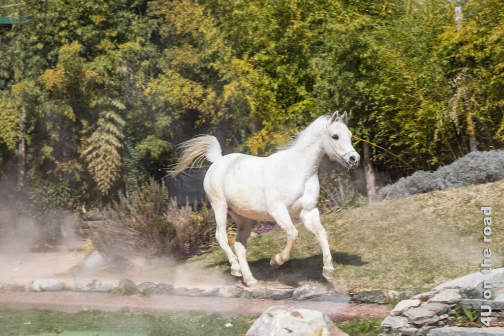 Fotoparade 2021 - Kategorie Tierisch - Pferd in der Falconeria