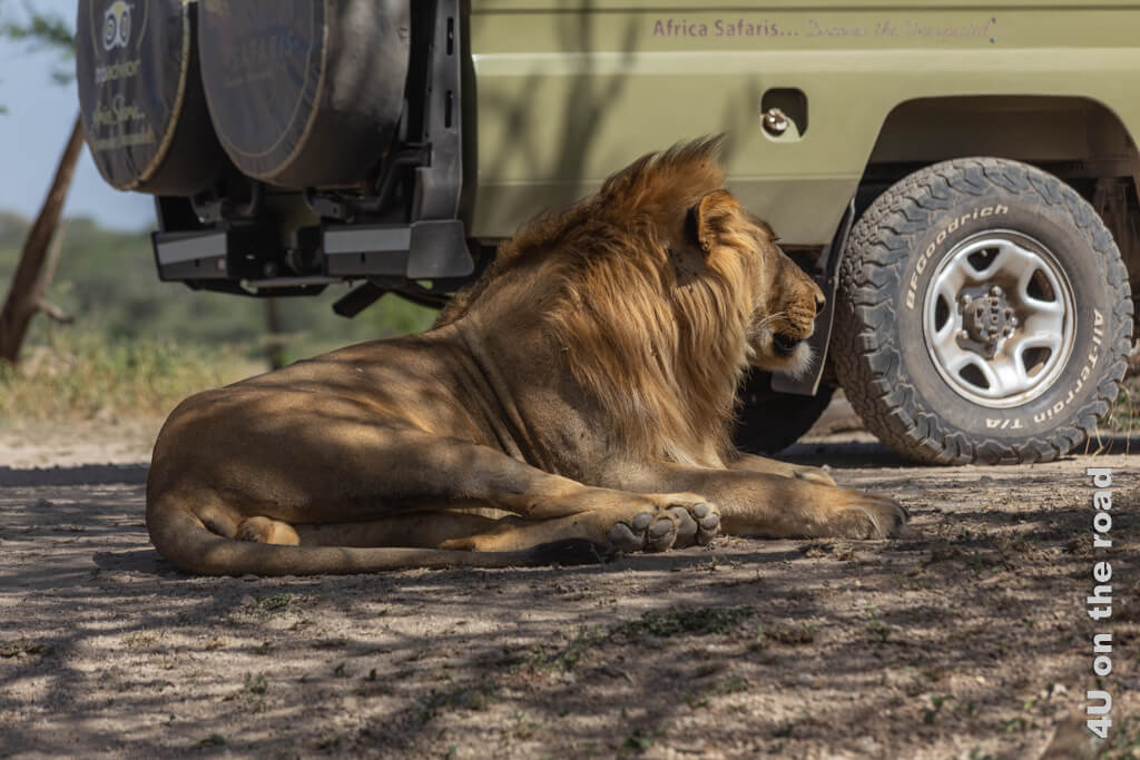 Der erwachsene Löwe weiss Safari Fahrzeuge als Schattenspender zu nutzen.