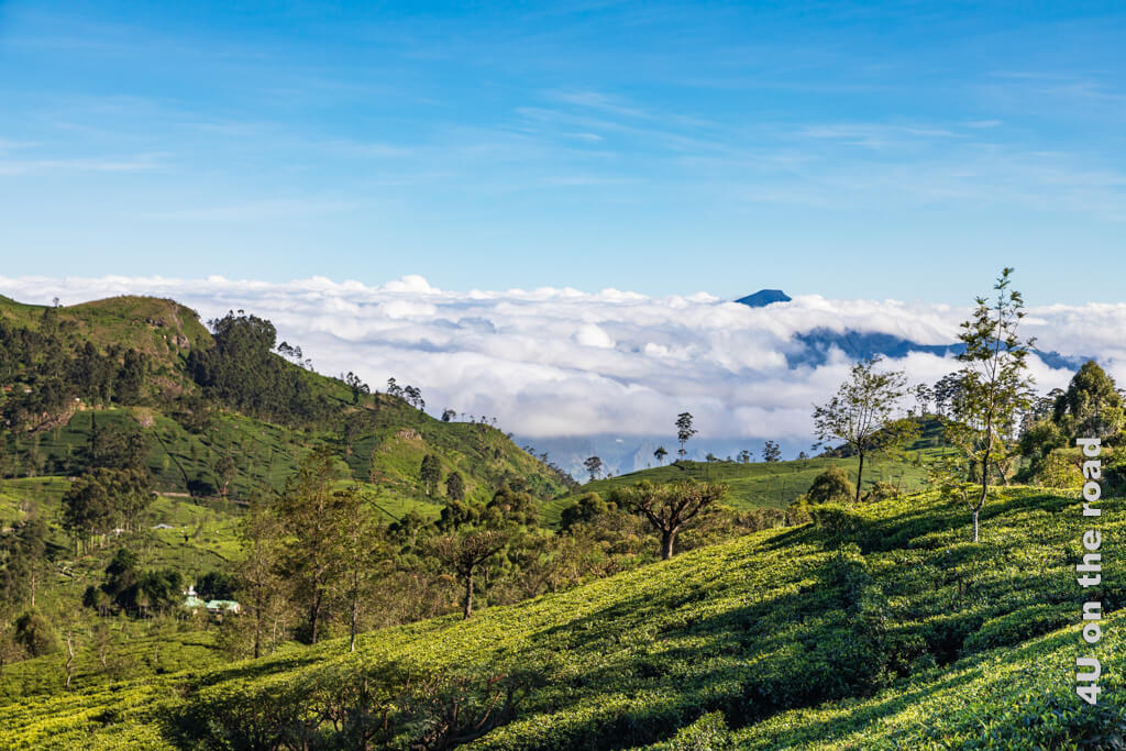 Hügelige Landschaft durch die sich die Teefelder ziehen. Adam's Peak schaut mit der Spitze aus dicken Wolken.
