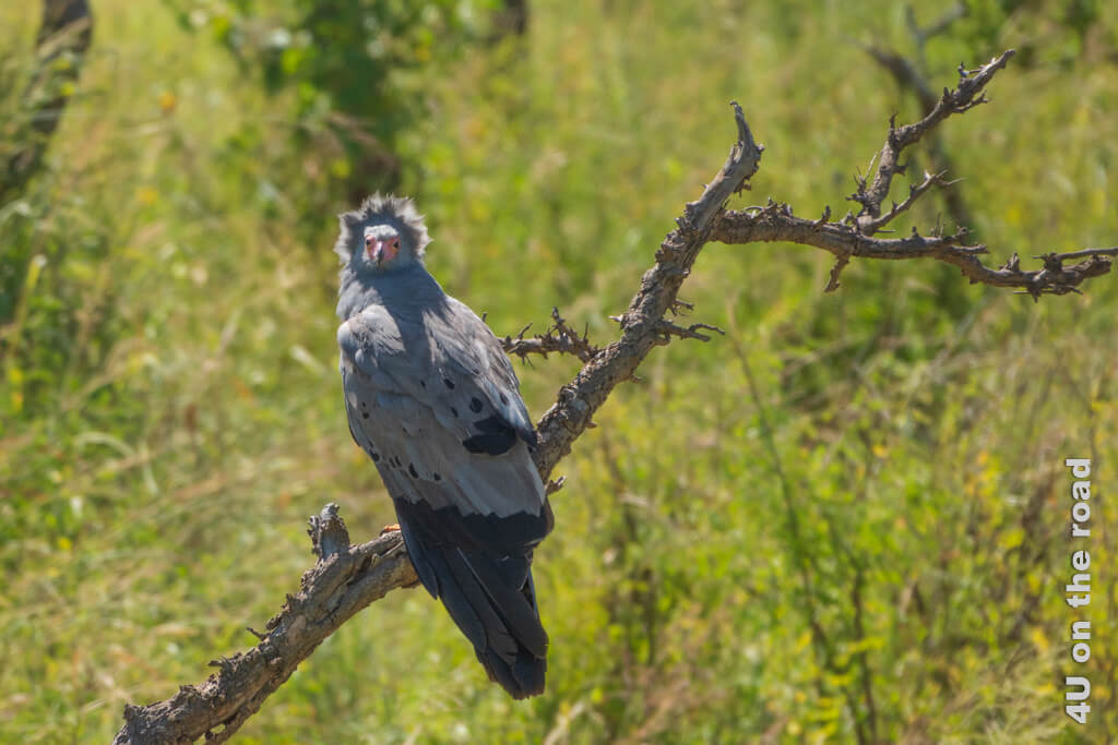 Ein Adler sitzt bei der Morgensafari in der Serengeti auf einem Ast. Der Wind pustet die Federn am Kopf nach oben, so dass es aussieht, als hätte er einen Heiligenschein.