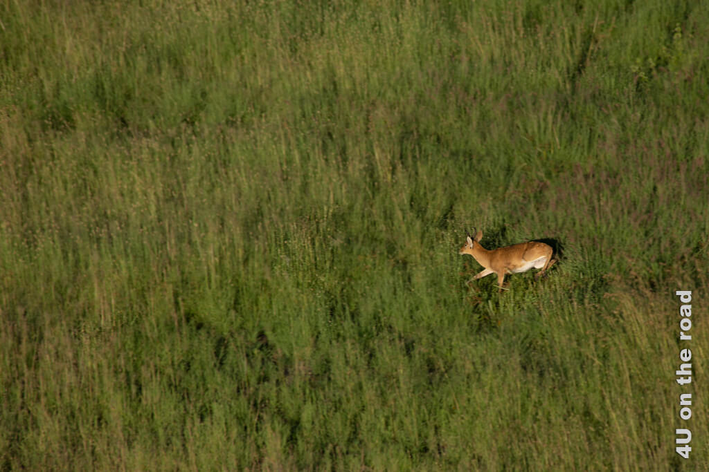 Eine Antilope springt durch das hohe Gras davon. Unsere Ballonfahrt über die Serengeti hat sie wohl erschreckt.