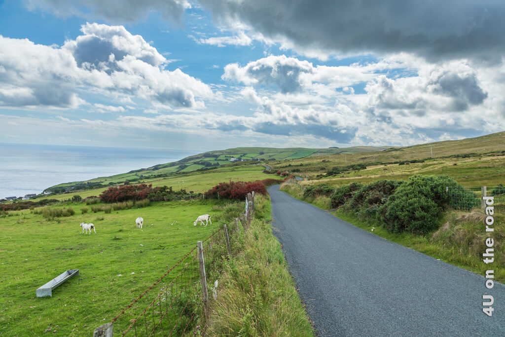 Eine schmale Strasse  führt auf einen Hügel zu. Links ist das Meer und Schafweiden zu sehen.