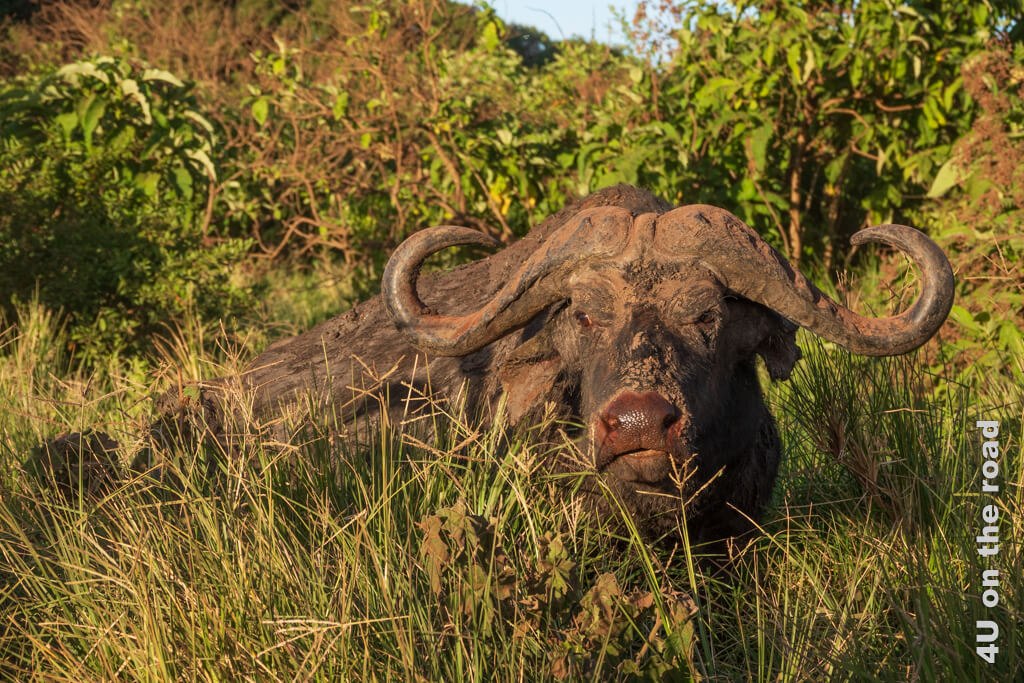 Ein lehmverkrusteter Büffel mit feuchter Nase liegt im Gras und schaut verträumt.