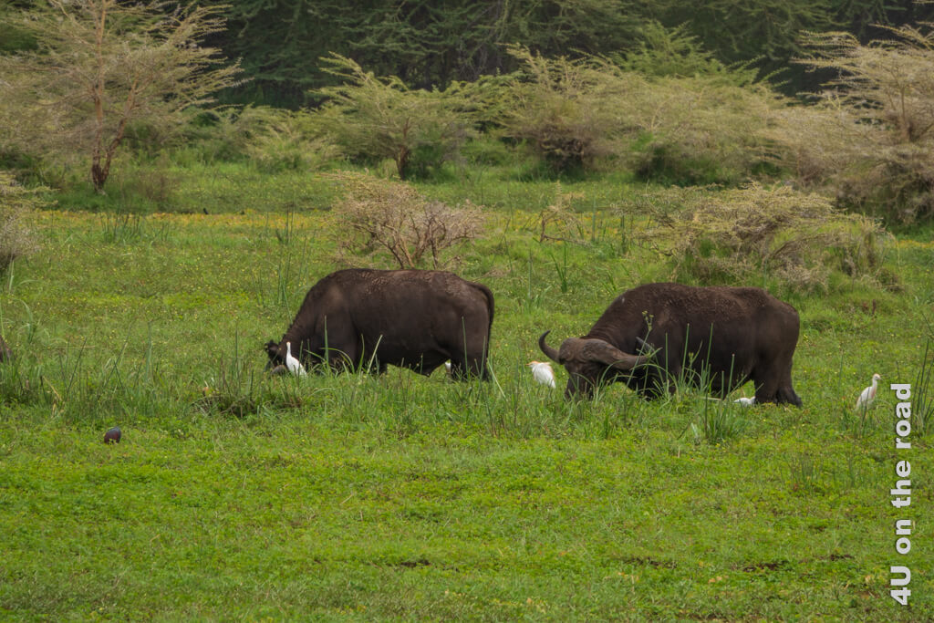 Zwei Büffel bis zu den Knien im Sumpf versunken, fressen. Weisse Kuhreiher begleiten sie.