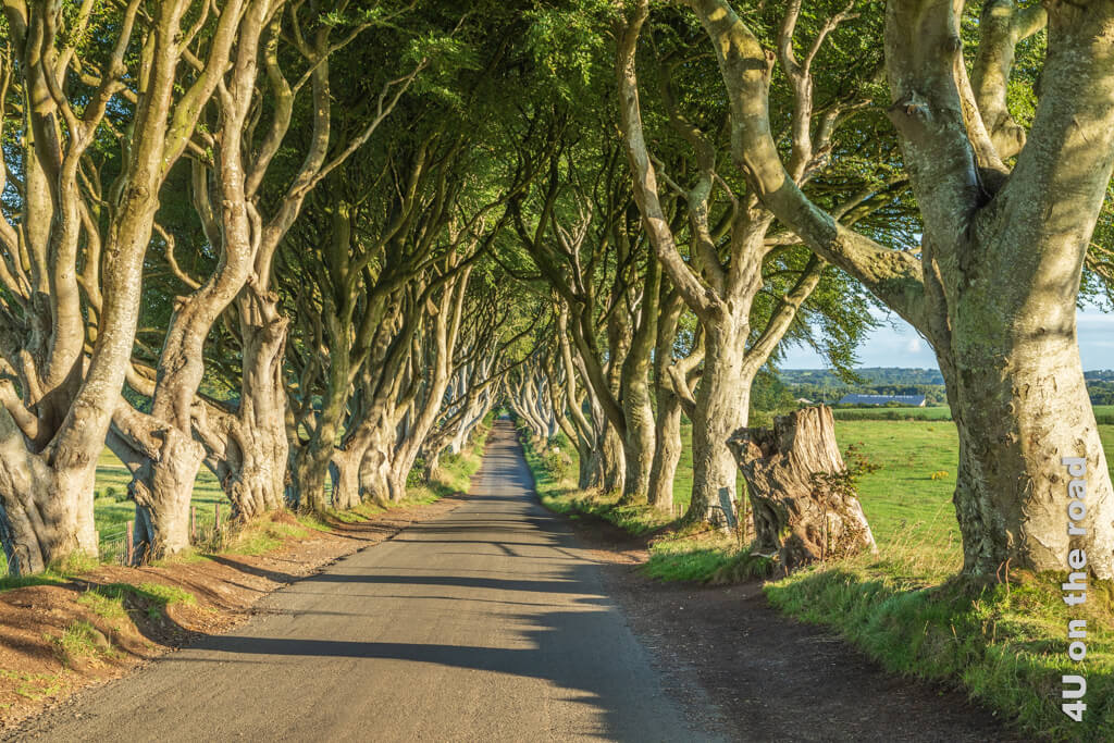 Die über 200 Jahre alten Buchenbäume rechts und links der schmalen Strasse bilden oben ein geschlossenes Blätterdach. Tipps für Irlands Norden
