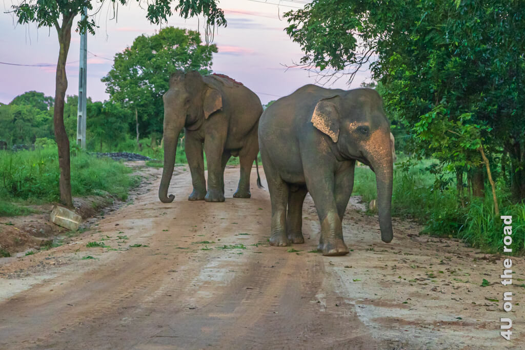 Zwei Elefanten kommen im Morgengrauen die Strasse in Habarana entlang, als wir auf dem Weg zum Hurulu Eco Park sind.