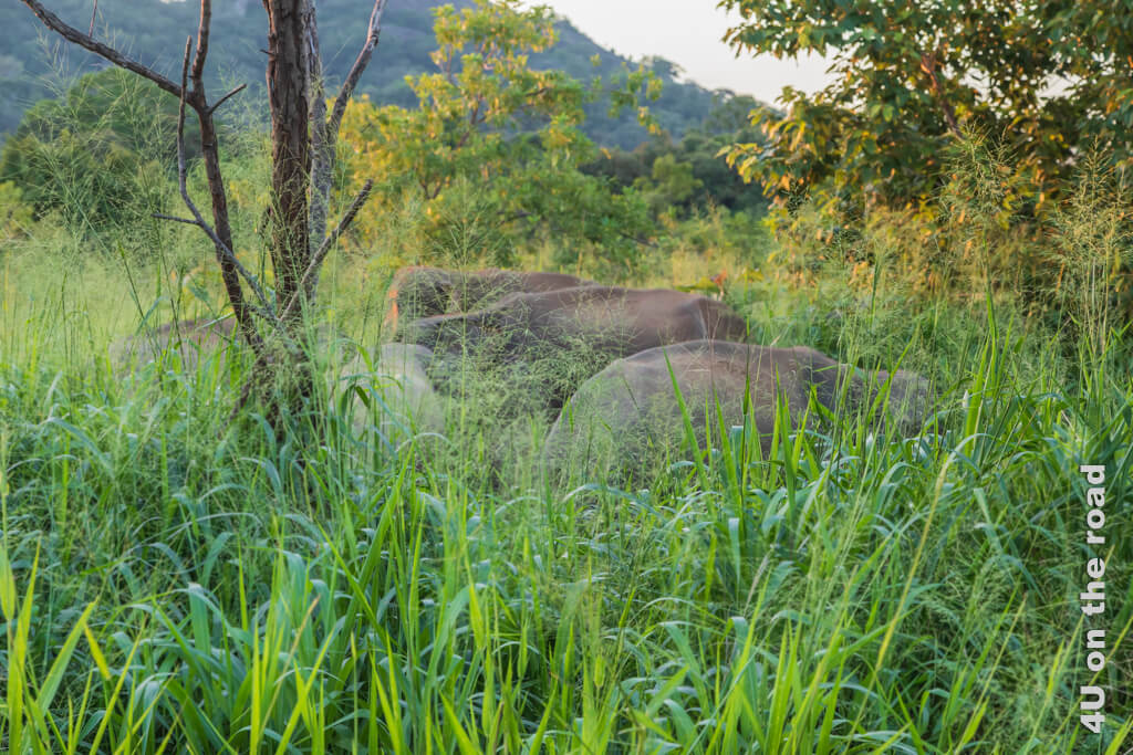 Die Elefantenherde frisst nur von einem Schilfstreifen von der Hauptstrasse in Habarana getrennt.