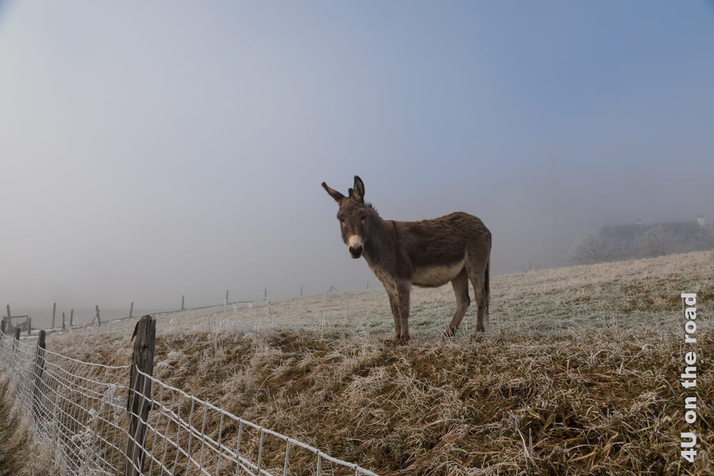 Ein Esel steht auf einer mit Raureif überzogenen Weide an der Grenze zwischen Nebel und blauem Himmel.