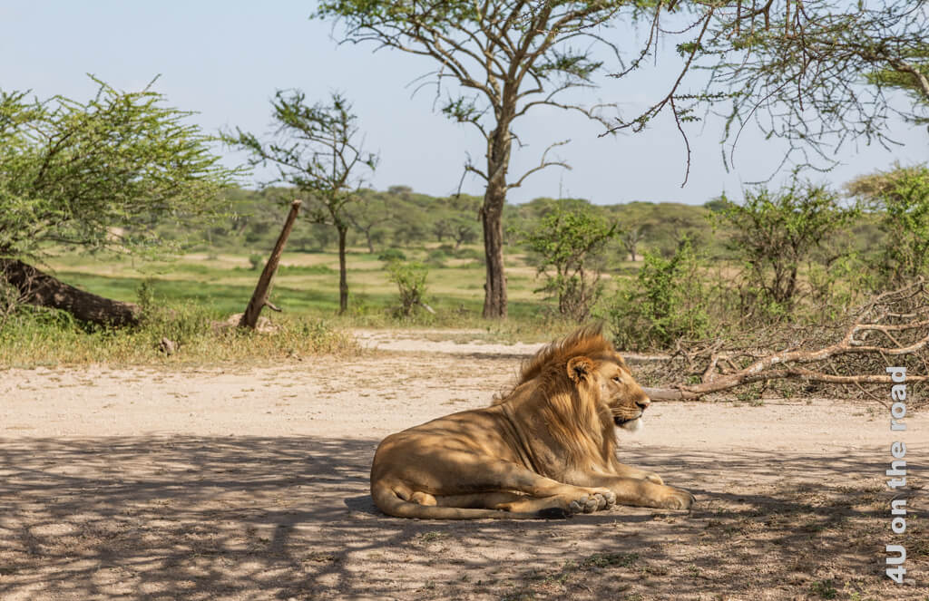 Den Blick träumerisch in die Ferne gerichtet, sonnt sich dieser junge männliche Löwe, während seine Brüder einen Schattenplatz bevorzugen. - Lake Ndutu Gebiet