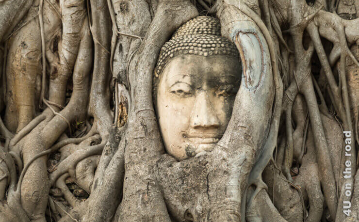 Das Gesicht eines Buddhas wird von den Wurzeln einer Würgerfeige gerahmt - Feature Besichtigungstipps für Ayutthaya