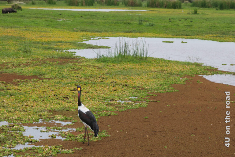 Lake Manyara ein Paradies für Vögel und Affen